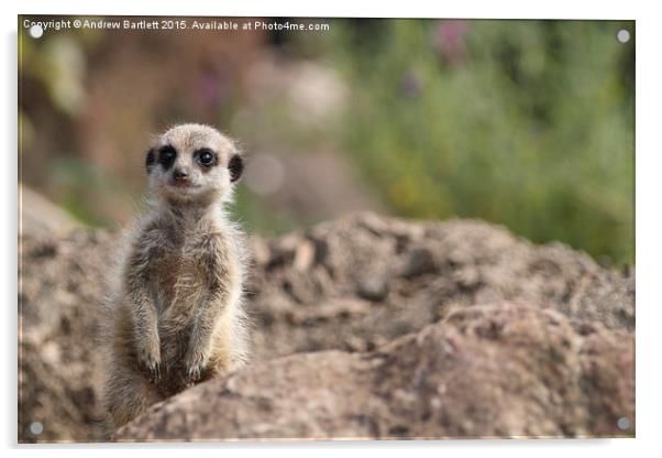  Young Meerkat Acrylic by Andrew Bartlett