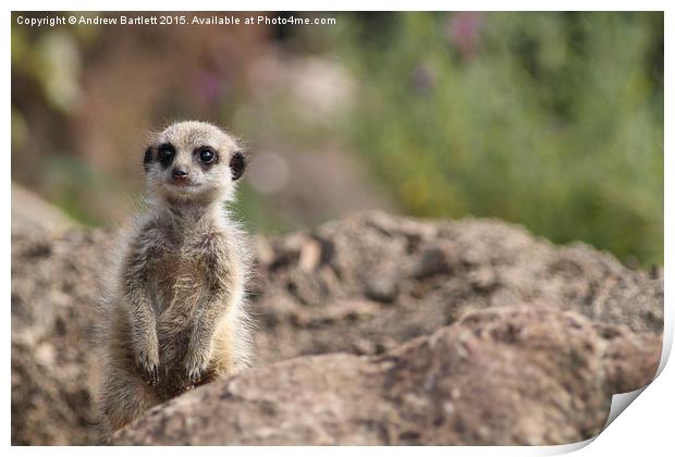  Young Meerkat Print by Andrew Bartlett