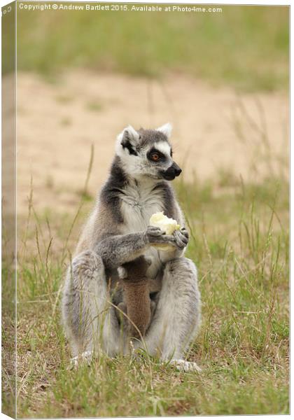 Ring Tail Lemur baby and it's mother. Canvas Print by Andrew Bartlett