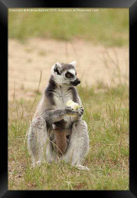 Ring Tail Lemur baby and it's mother. Framed Print by Andrew Bartlett