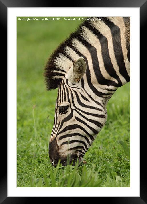 Zebra Framed Mounted Print by Andrew Bartlett
