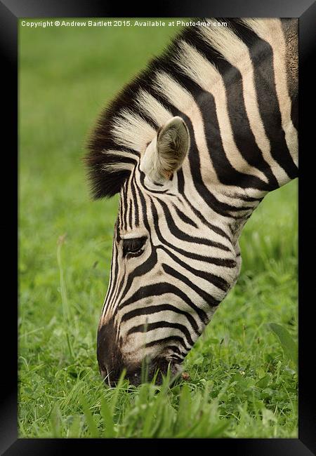 Zebra Framed Print by Andrew Bartlett