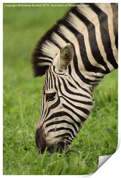 Zebra Print by Andrew Bartlett