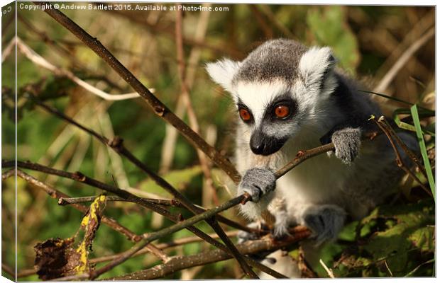 Ring Tail Lemur baby Canvas Print by Andrew Bartlett