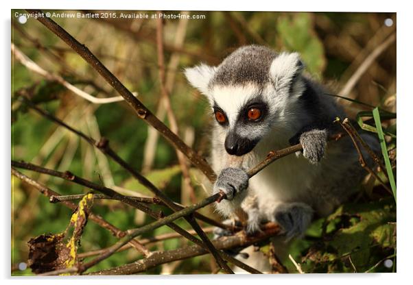 Ring Tail Lemur baby Acrylic by Andrew Bartlett