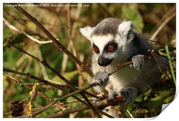Ring Tail Lemur baby Print by Andrew Bartlett
