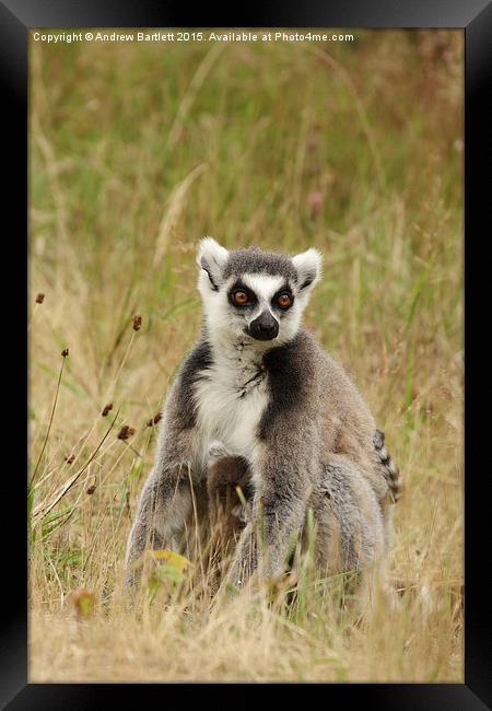 Ring Tail Lemur. Framed Print by Andrew Bartlett