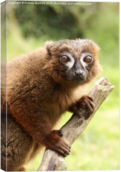  Red Bellied Lemur on a tree Canvas Print by Andrew Bartlett