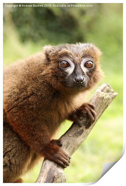  Red Bellied Lemur on a tree Print by Andrew Bartlett