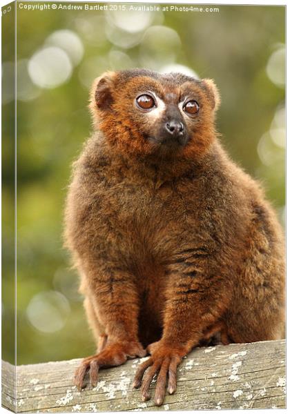 Red Bellied Lemur. Canvas Print by Andrew Bartlett