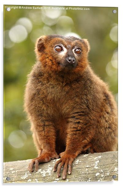 Red Bellied Lemur. Acrylic by Andrew Bartlett