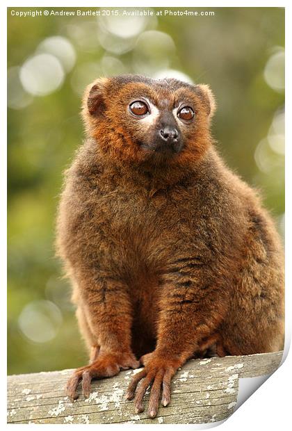 Red Bellied Lemur. Print by Andrew Bartlett