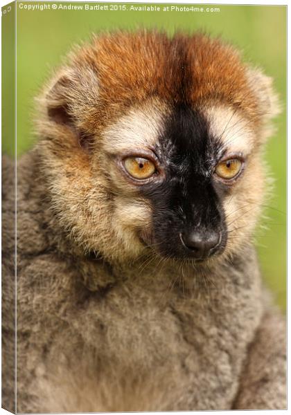 Red fronted Lemur. Canvas Print by Andrew Bartlett