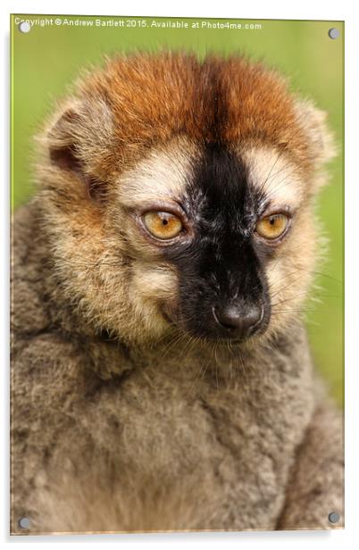 Red fronted Lemur. Acrylic by Andrew Bartlett