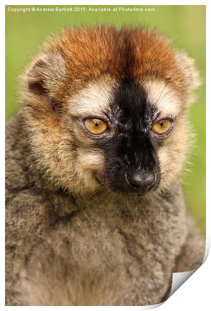 Red fronted Lemur. Print by Andrew Bartlett
