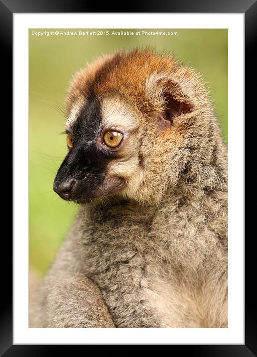 Red Fronted Lemur. Framed Mounted Print by Andrew Bartlett