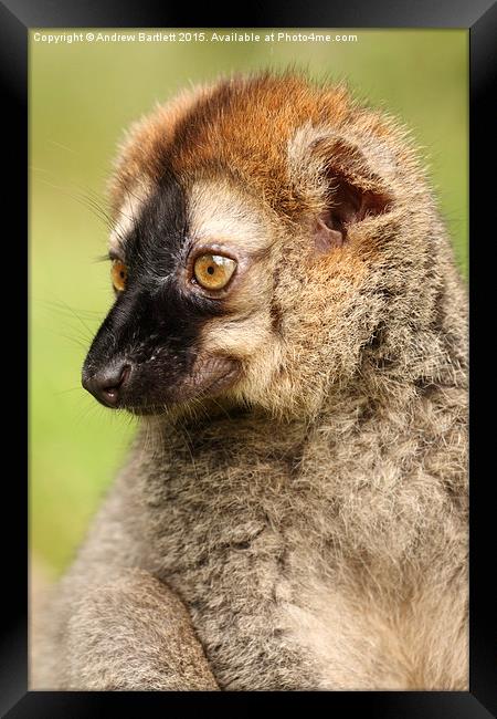 Red Fronted Lemur. Framed Print by Andrew Bartlett