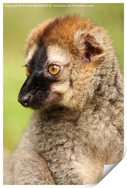 Red Fronted Lemur. Print by Andrew Bartlett