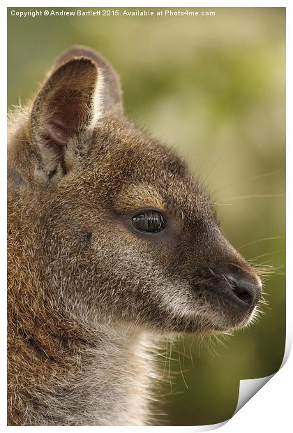 Wallaby  Print by Andrew Bartlett