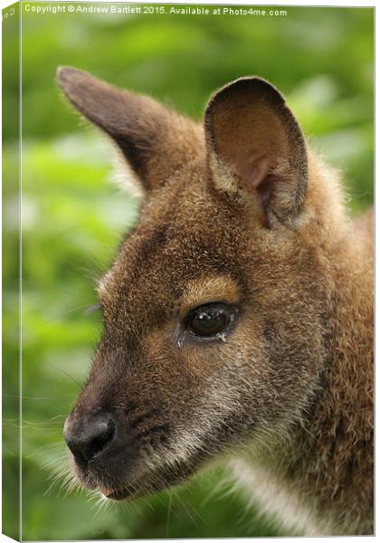 Wallaby Canvas Print by Andrew Bartlett