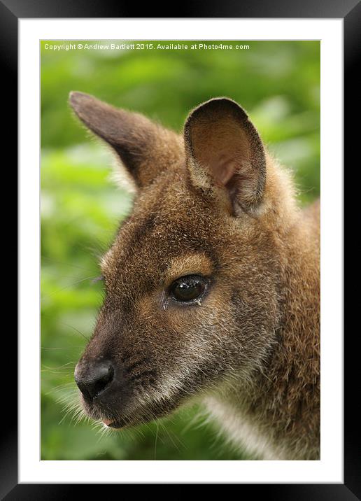 Wallaby Framed Mounted Print by Andrew Bartlett