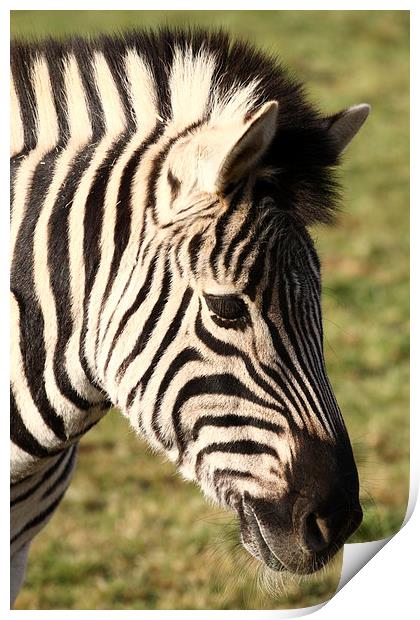 Zebra. Print by Andrew Bartlett