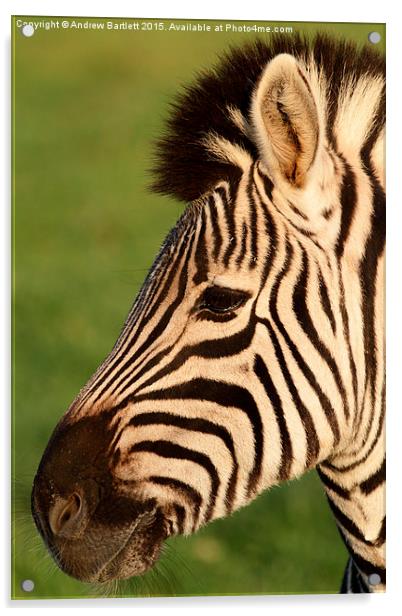  Zebra Acrylic by Andrew Bartlett