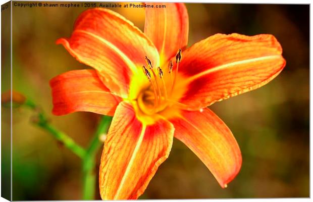  Taking in the Sun Canvas Print by shawn mcphee I