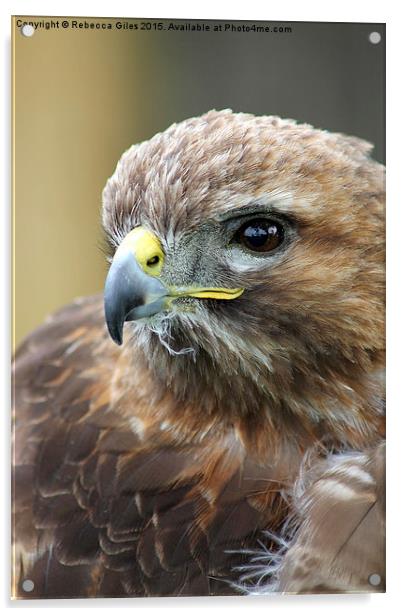 Broad-winged Hawk Acrylic by Rebecca Giles