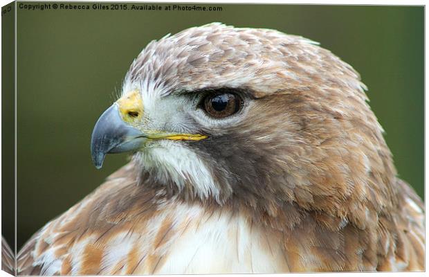  Broad-winged Hawk head shot  Canvas Print by Rebecca Giles