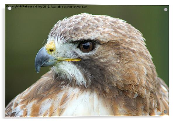  Broad-winged Hawk head shot  Acrylic by Rebecca Giles