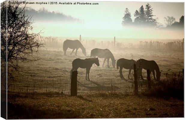  Horses In The Mist Canvas Print by shawn mcphee I