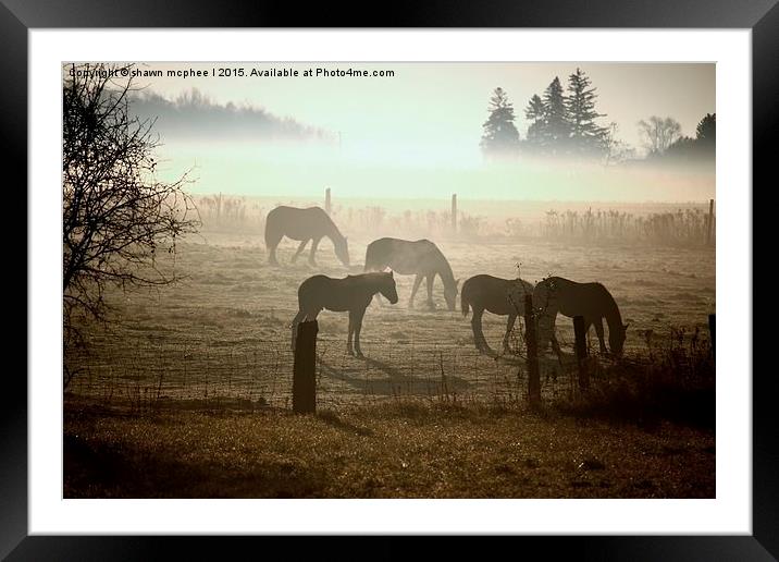  Horses In The Mist Framed Mounted Print by shawn mcphee I