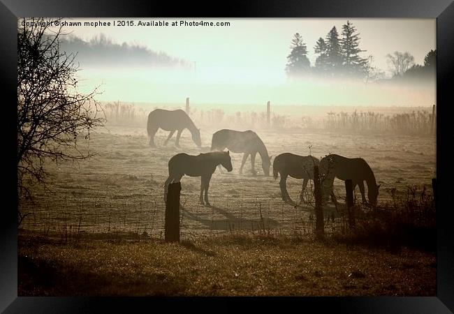  Horses In The Mist Framed Print by shawn mcphee I