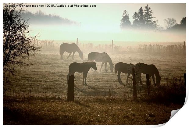  Horses In The Mist Print by shawn mcphee I