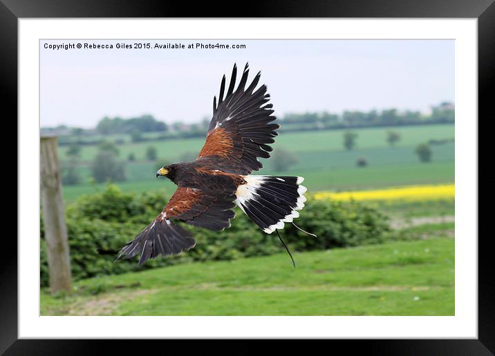  Harris Hawk in flight   Framed Mounted Print by Rebecca Giles