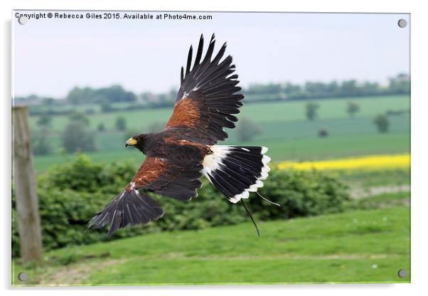  Harris Hawk in flight   Acrylic by Rebecca Giles
