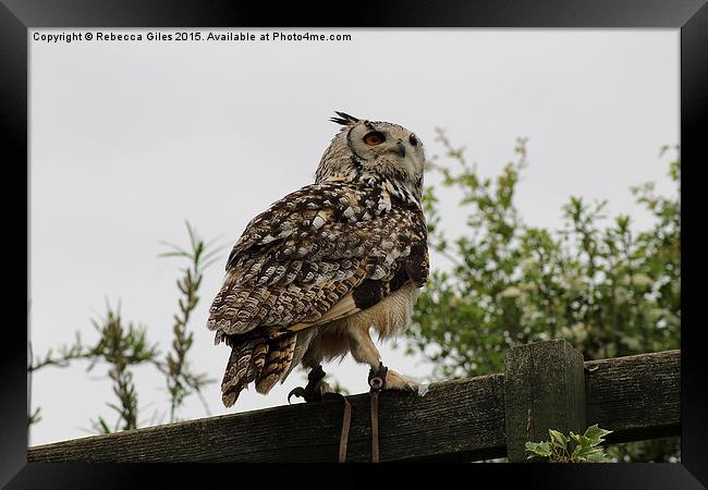  Eurasian Eagle Owl Framed Print by Rebecca Giles