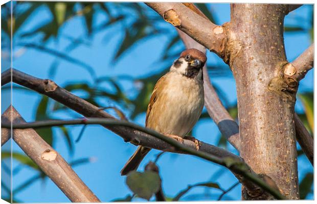  Standing Sparrow Canvas Print by Ambir Tolang