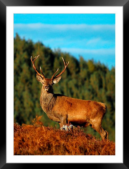  Red Deer Stag  Framed Mounted Print by Macrae Images