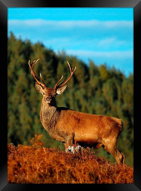  Red Deer Stag  Framed Print by Macrae Images