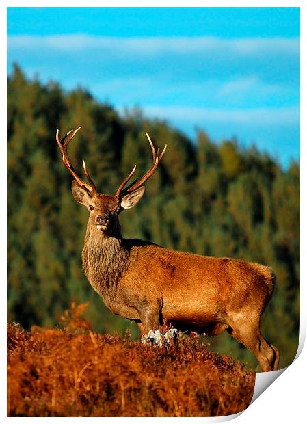  Red Deer Stag  Print by Macrae Images