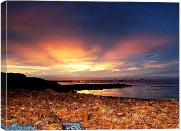  Seaweed Sunset Canvas Print by dan Comeau
