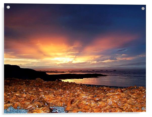  Seaweed Sunset Acrylic by dan Comeau