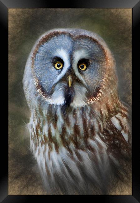  Grey Owl Framed Print by Ian Merton