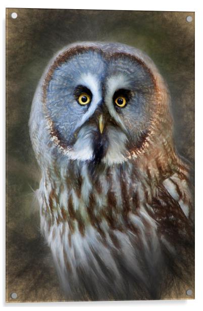  Grey Owl Acrylic by Ian Merton