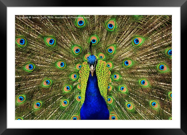  A kaleidoscope of colour Framed Mounted Print by James Tully