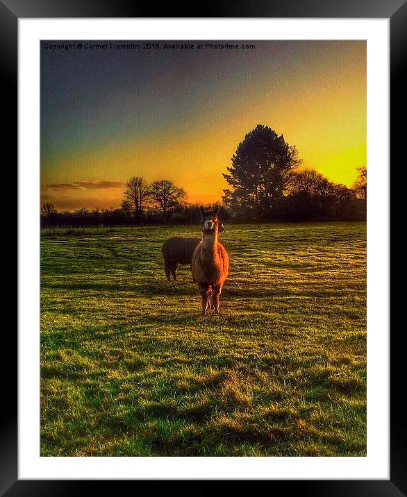  Lamas at Sunset Framed Mounted Print by Carmel Fiorentini