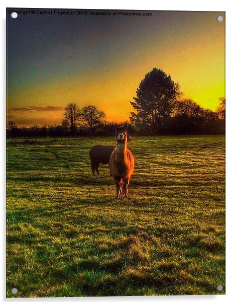  Lamas at Sunset Acrylic by Carmel Fiorentini