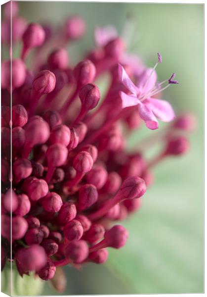  Clerodendrum bungei Canvas Print by Andrew Kearton